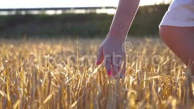 雌手摸着田<strong>野</strong>里的一颗金色的<strong>麦子</strong>.. 女孩的手臂在草地上抚摸黑麦。 太阳耀斑的背景。 慢慢